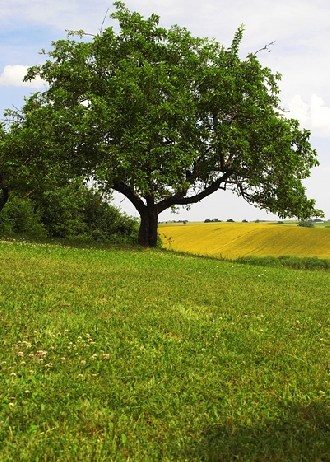 Husqvarna Freischneider